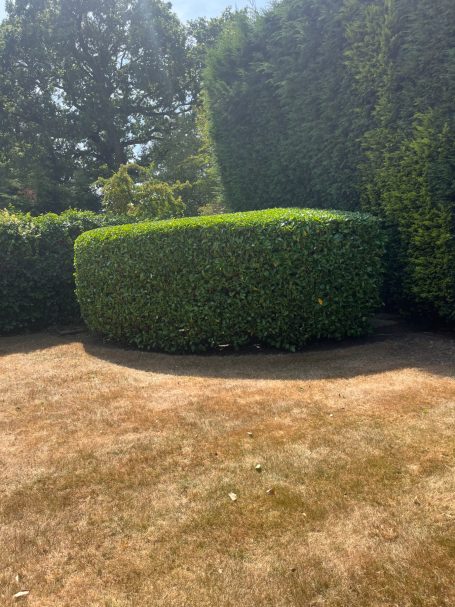 Hedge trim